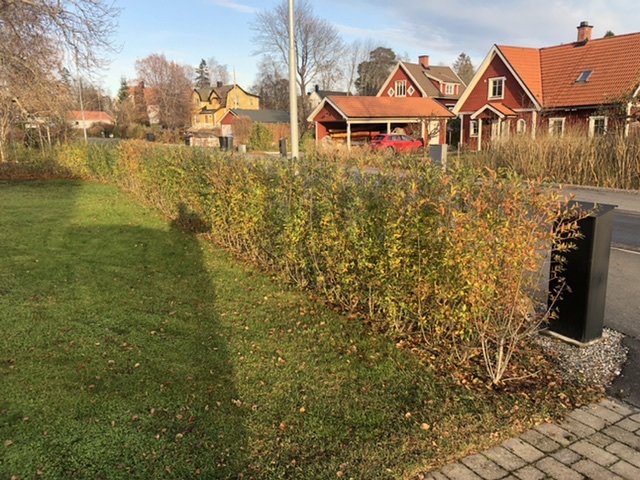 Häck av vintergrön liguster som antar en gulröd färg på hösten, med hus i bakgrunden.