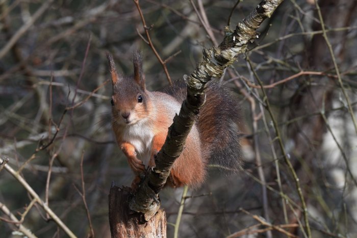 Ekorre sitter på en trädstub och tittar fram bland kvistar i skogen.