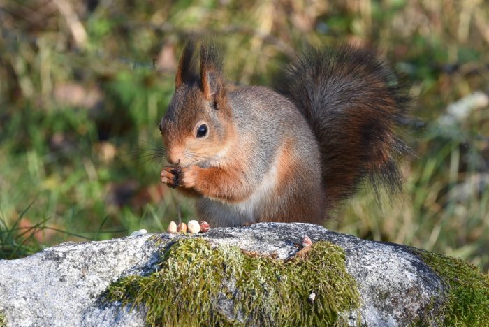 Ekorre som äter nötter på en mossig sten utomhus