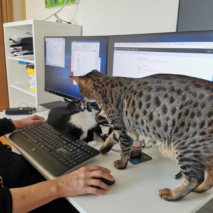 En person jobbar vid en dator med en stor prickig katt och en svartvit katt på skrivbordet.