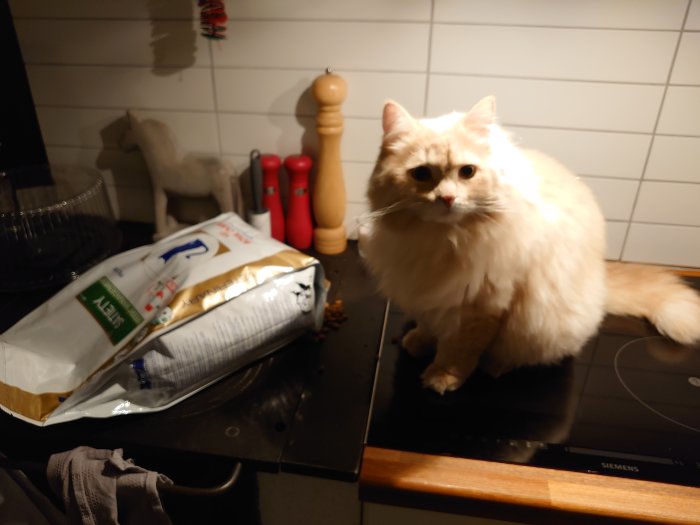 Ljust katt sittande bredvid en öppnad påse kattmat på köksbänk.