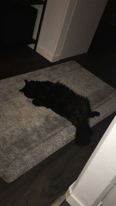 Svart katt som sover på rygg på en grå matta inomhus.