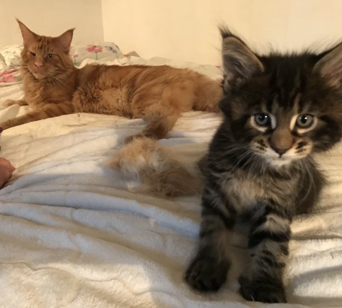 Två katter på en bädd, en ung sibirisk kattunge i förgrunden och orange långhårig katt i bakgrunden.