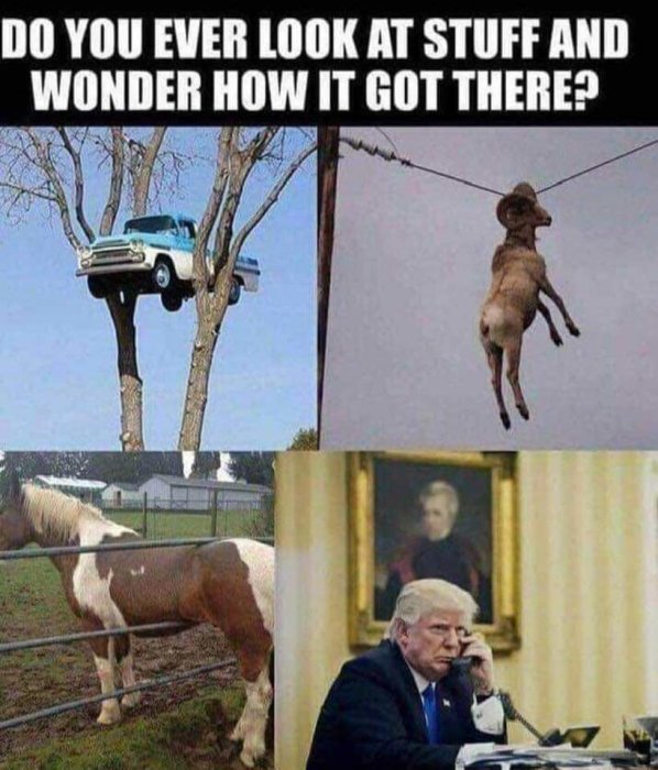 Kollage av fyra ovanliga bilder: bil i träd, ko sittandes på telefonkabel, häst bakom staket, person vid skrivbord.