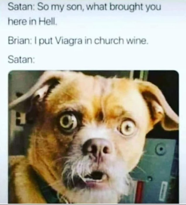 Hund med chockat och förvånat uttryck i en humoristisk meme.