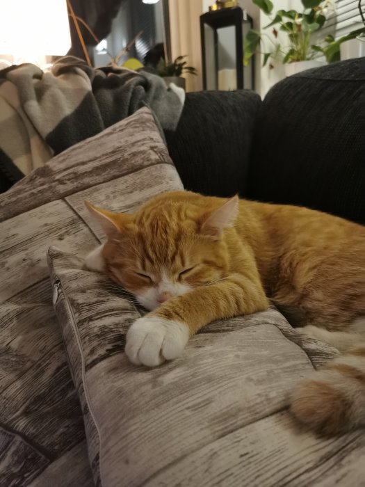 Orange och vit katt sover sött på en gråmönstrad kudde inomhus.