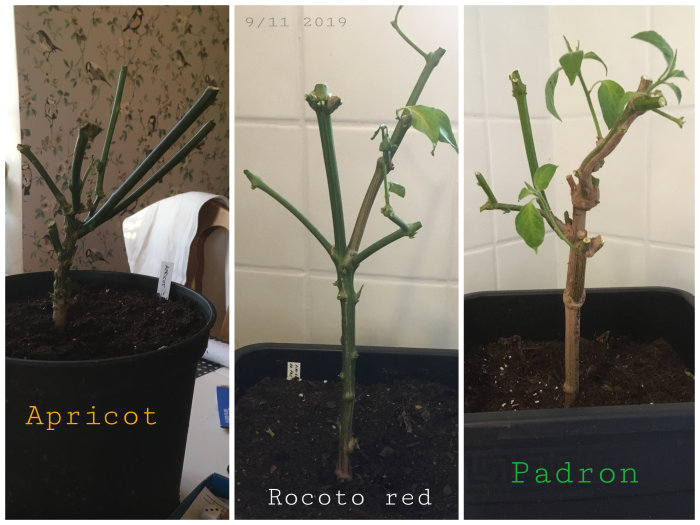 Trebildskollage av beskurna chiliväxter 'Apricot', 'Rocoto red' och 'Padron' i krukor för övervintring.