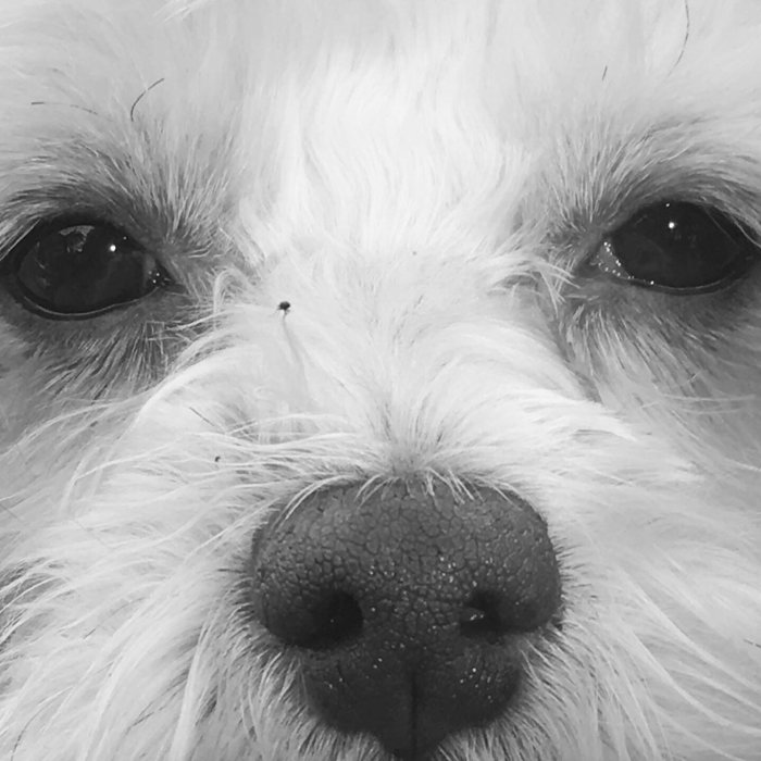 Närbild på en vit hunds ansikte med fokus på ögonen och nosen, svartvit bild.