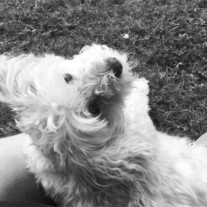 Närbild på en vit fluffig hund som tittar uppåt, i svartvitt.