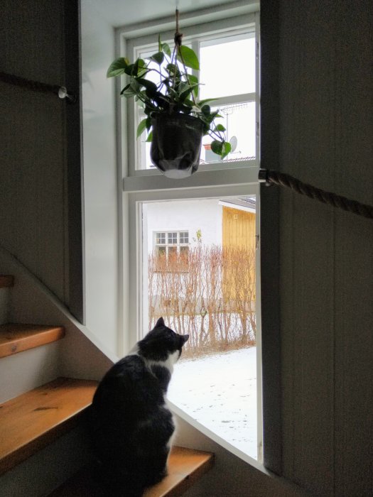 Katt sitter på en trappa och tittar ut genom sitt favoritfönster med en hängande växt ovanför.