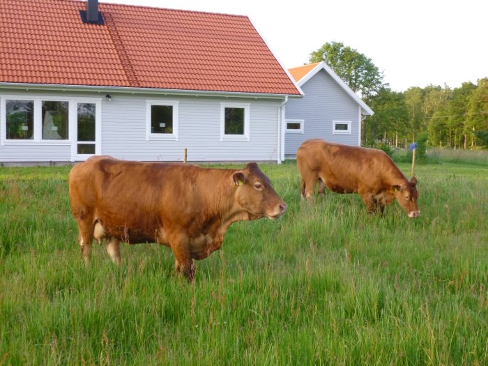 Två brunaktiga kor betar framför ett hus med vit fasad och ett mindre stall/hönshus i vitt under en klar himmel.