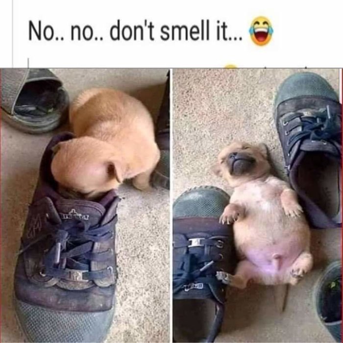 Valp luktar på en sko och ligger sedan på rygg mellan två skor, ser belåten ut.