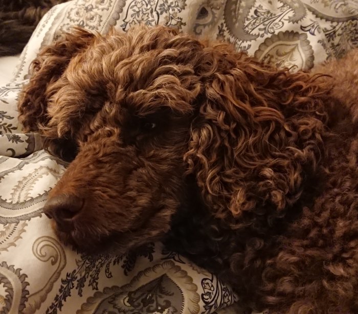 Brun lockig hund ligger på en mönstrad filt och ser avslappnad ut.