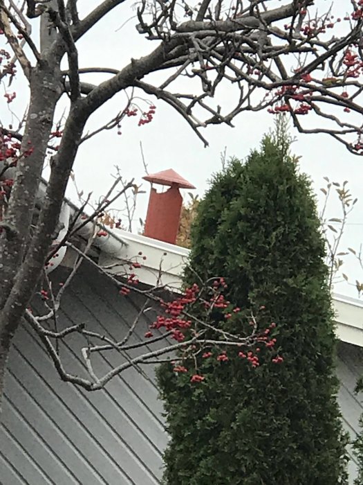 Ny röd ventilationshuva på lutande bostadshustak syns bakom grenar och rönnbär.
