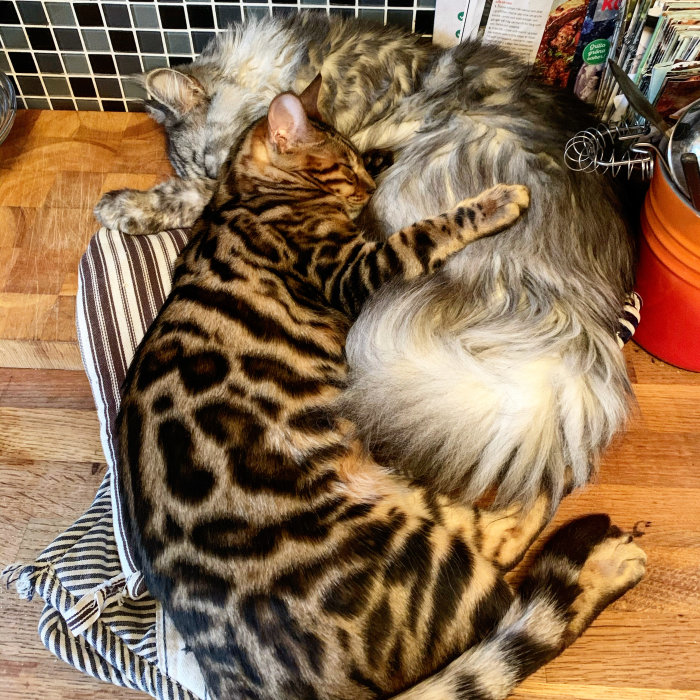 Bengalkatt som sover tätt intill en lurvig hund på en randig matta.