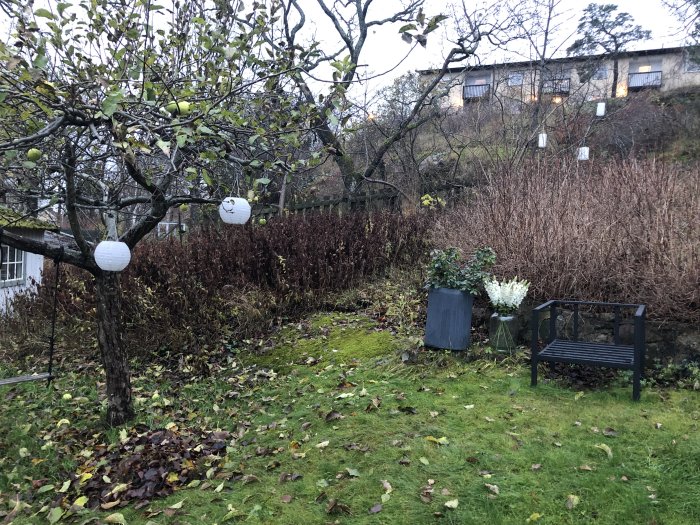 Sluttande trädgårdstomt med gräs, högt brunt ogräs, träd, lyktor och en bänk, med byggnader i bakgrunden.