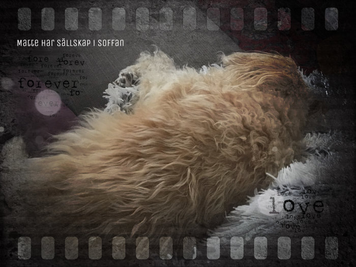 En hund ligger avslappnat på en soffa täckt med en filt, med texten "Måce har sällskap i soffan" överlagrad.