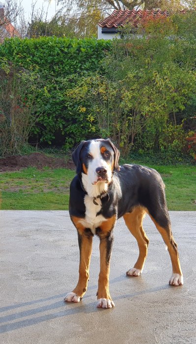 Hund står på nylagt terrassgolv med grönska i bakgrunden.