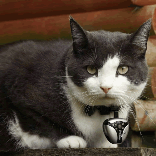 Svartvit katt med halsband och inbyggd kamera som tittar in i kameran.