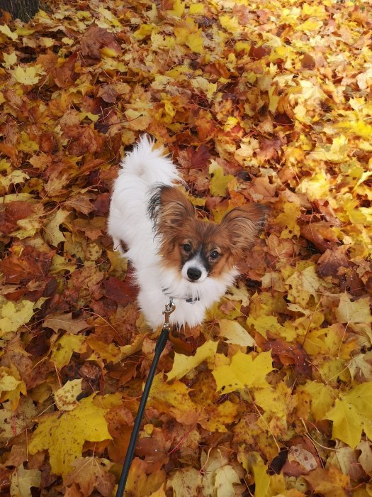 En liten hund med vitt och brunt päls står på ett lövklädd golv och ser in i kameran.