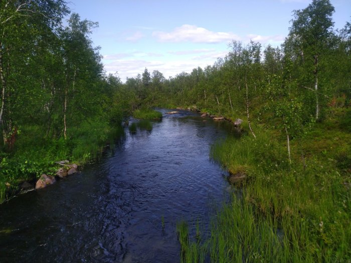 En lugn flod omgiven av frodig grönska och björkar under en solig sommardag.