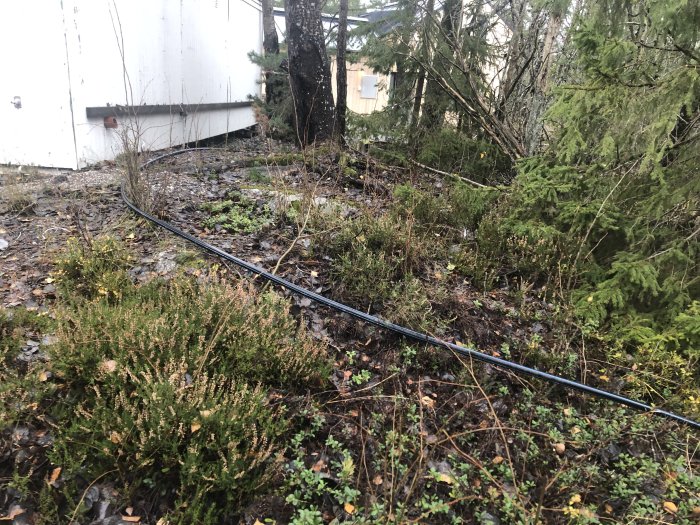 Fiberkabel dragen ovan jord genom skogsområde utan förankring, nära en vit byggnad.