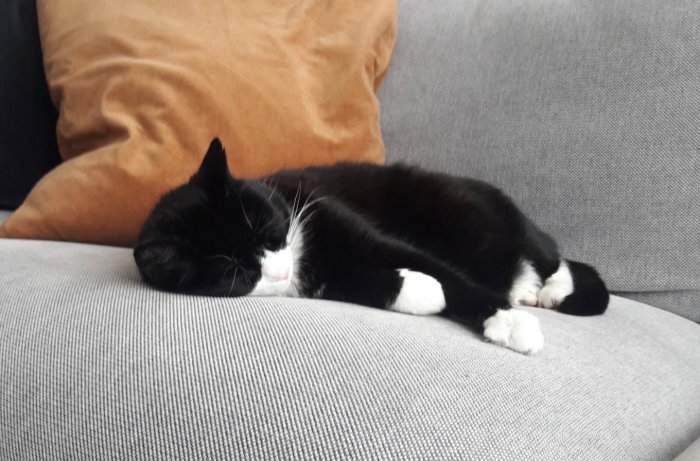 Svartvit katt som sover på en grå soffa med en brun kudde i bakgrunden.