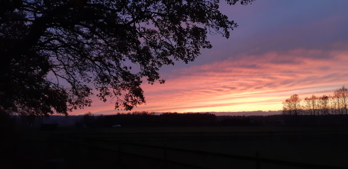 Solnedgång med rosa och lila himmel bakom trädens silhuetter på en bondgård.