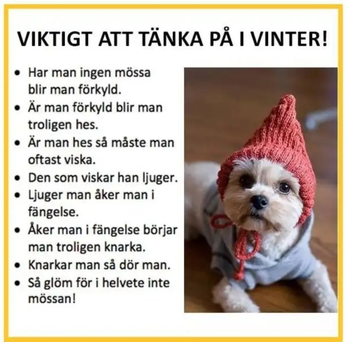 Hund med röd mössa och grå tröja sitter på golv, bredvid text om att bära mössa på vintern.