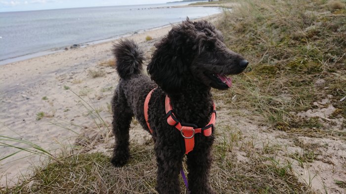 Nyklippt svart hund med sele står på en strand vid havet.