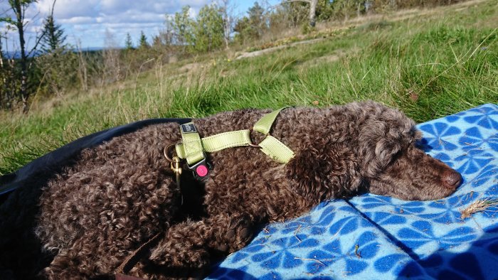 En brun pudel som sover på en blå filt utomhus med naturen i bakgrunden.