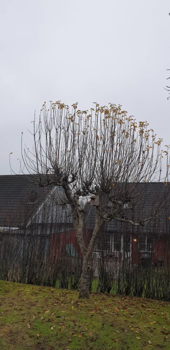 Ett beskuret äppleträd framför en häck med ett fågelhus och ett grannhus i bakgrunden.