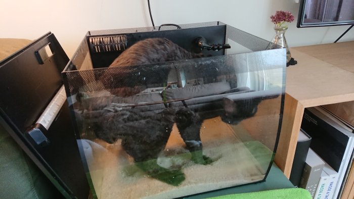 Katt sträcker sig in i ett akvarium, reflektion av katt syns på glaset.