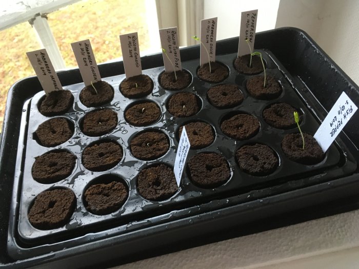 Sådder i drivhus med fröplantor och etiketter som visar olika sorter, några börjar gro.