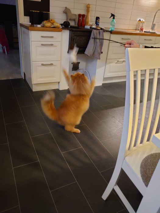 Äldre orange katt står på bakbenen och leker med ett snöre i ett kök.