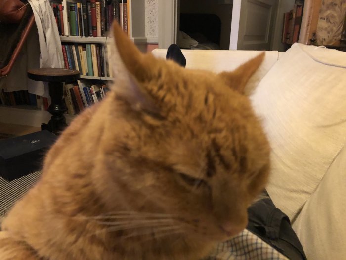 Orange katt som halvslumrar på en ljus soffdyna med suddig bakgrund av en bokhylla.