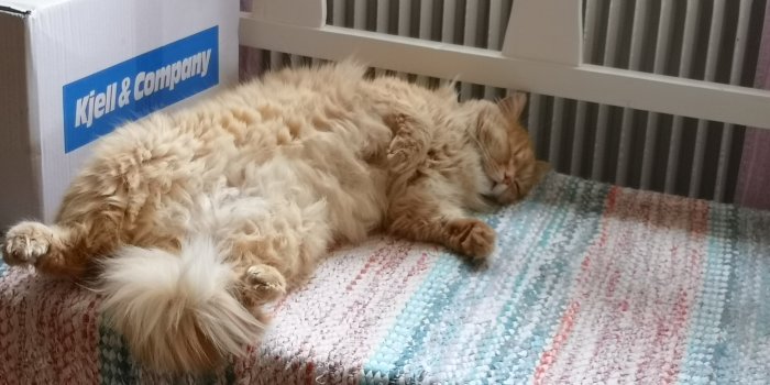 Långpälsad röd katt sover upp och ner på färgglad matta bredvid en radiator.