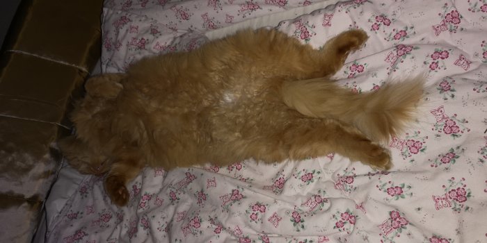 Orange långhårig katt sover utsträckt på blommigt täcke.