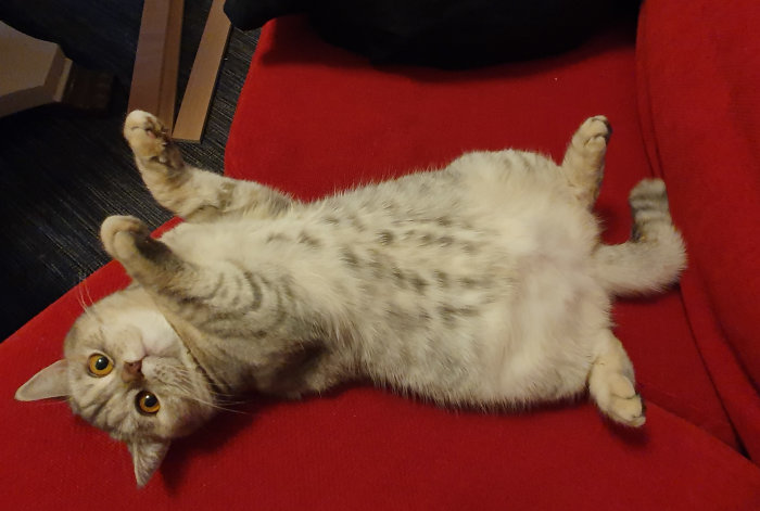 Ljustabby katt ligger upp och ned på en röd soffa med tassarna i luften.