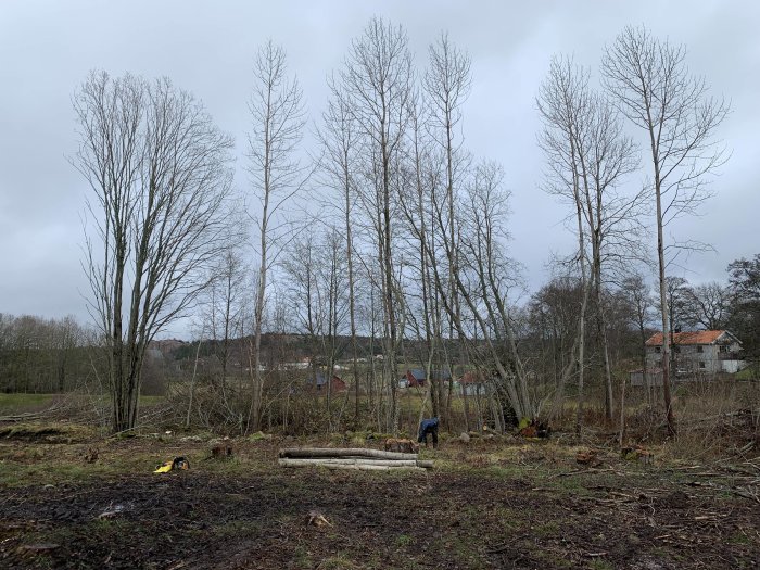 Träd som är fällda på en röjd tomt med ett motor såg och högar av kvistar, i bakgrunden skog och hus.