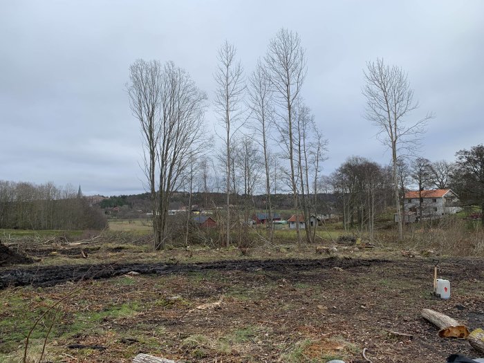 Markområde efter trädfällning med utspridda trädstockar och bakgrund med byggnader.