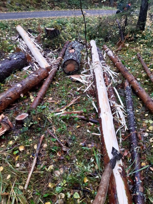 Stormfällda träd som förberetts för byggandet av ett skjul, med av barkade och klyvda stockar på marken.