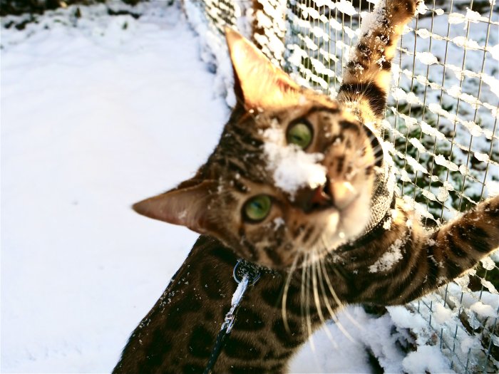 Katt med snö på nosen rör vid ett staket med snö i bakgrunden.