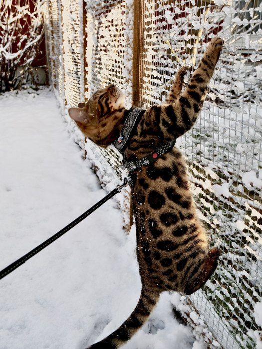 En katt i sele rör vid ett snötäckt staket med en snöflinga på nosen.