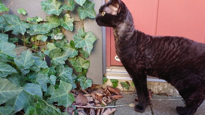 Svart katt tittar åt sidan vid en röd dörr omgiven av gröna klätterväxter och torra löv på marken.