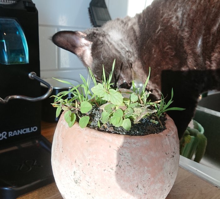 Devon katt nosar på kvickrot och oregano i en terrakottakruka inomhus.