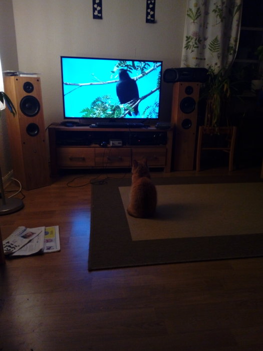 Katt sitter på en matta och tittar på en TV som visar en koltrast på en gren.