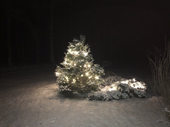 Dekorerat julgran utomhus på natten med snö och belysning.