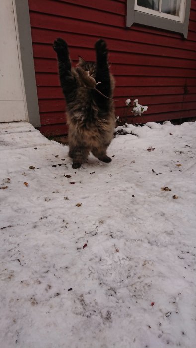 En katt i hopp, tassar i vädret, mot en röd husvägg och snöig mark.