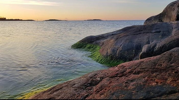 Soluppgång över stilla hav vid Flatvarp med släta klippor och gröna alger vid kanten.